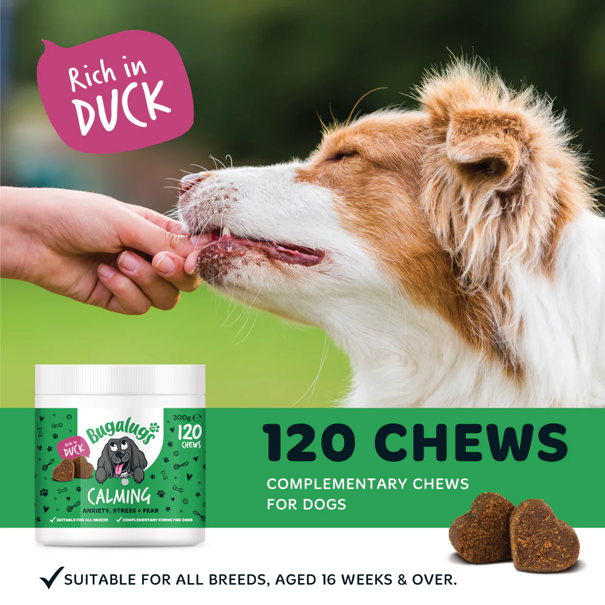 Calming Supplement Chews for Dogs - Image 5