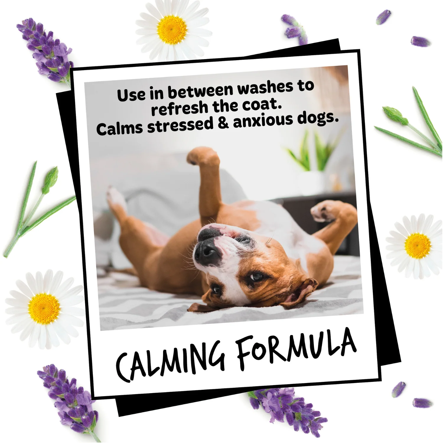 Lavender & Chamomile Dog Deodorising Spray with Odour Neutraliser - Image 9