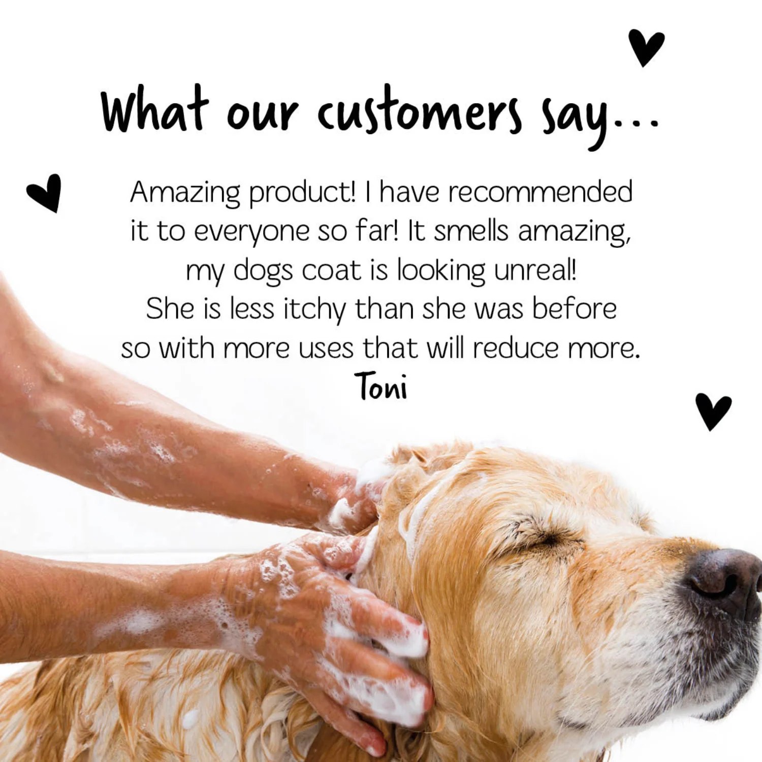 Medi Fresh Dog Shampoo with Tea Tree & Oatmeal - Image 6