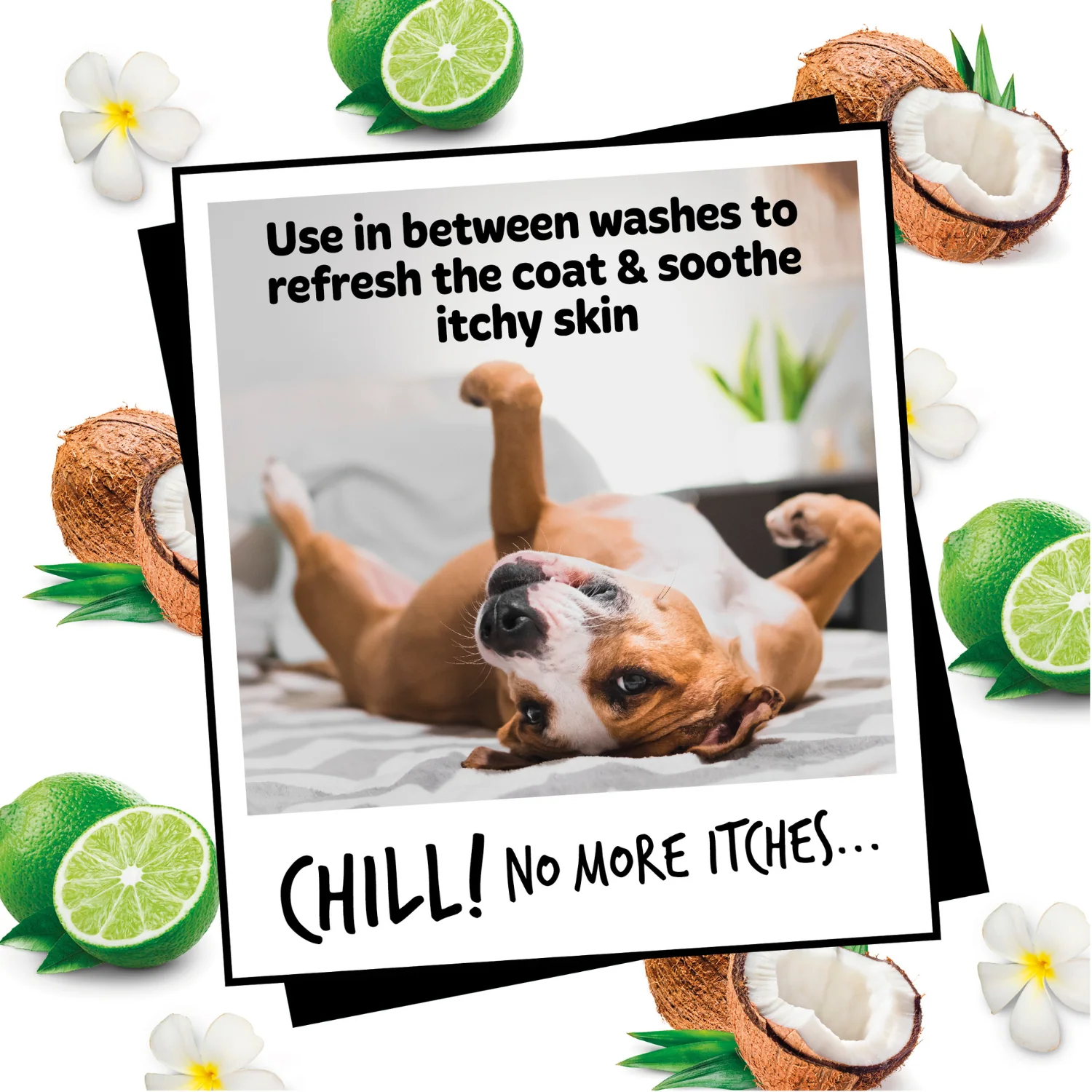 Oatmeal Dog Deodorising Spray with Coconut & Lime Fragrance - Image 5
